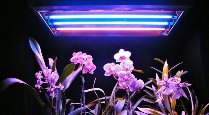 Comment fabriquer votre propre phyto-lampe pour plantes